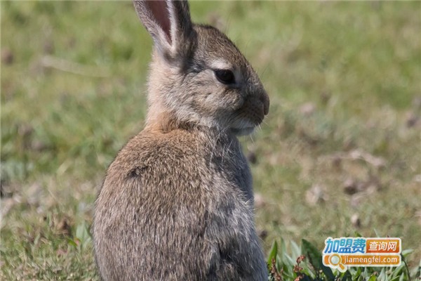 丰瑞8号野兔加盟费