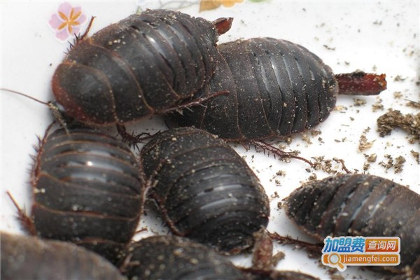 农广天地土元加盟费