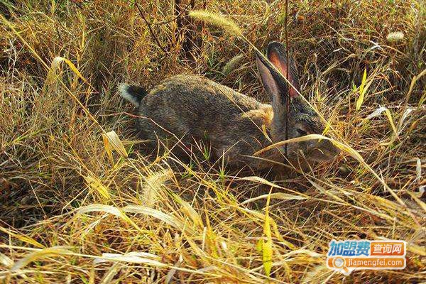 农福生野兔养殖加盟费
