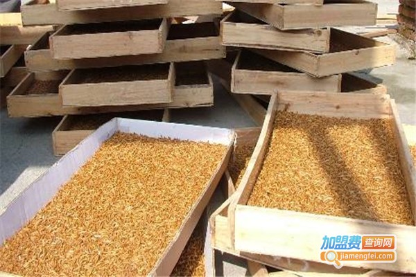 神农九号黄粉虫养殖加盟费