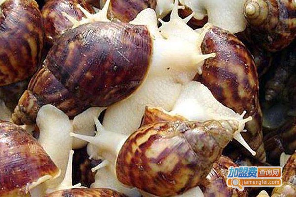 圣农一号白玉蜗牛加盟