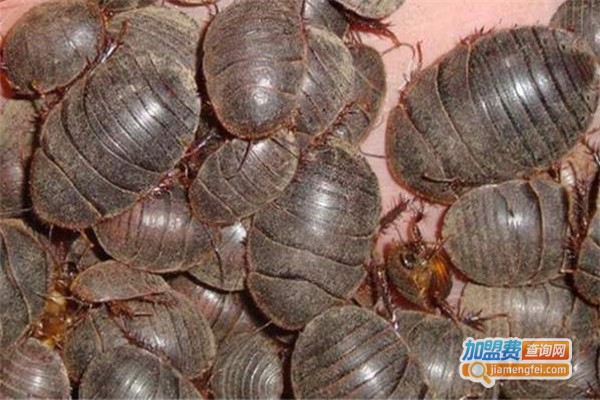 华夏8号养殖加盟费