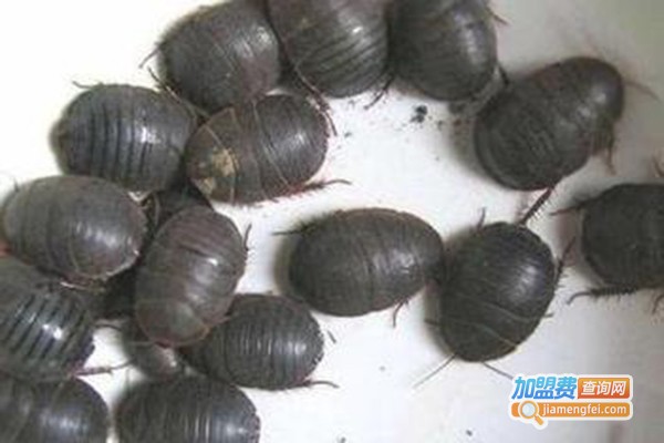 亿农9号土元加盟