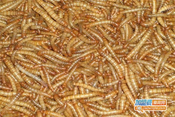 鸿宇8号黄粉虫加盟费