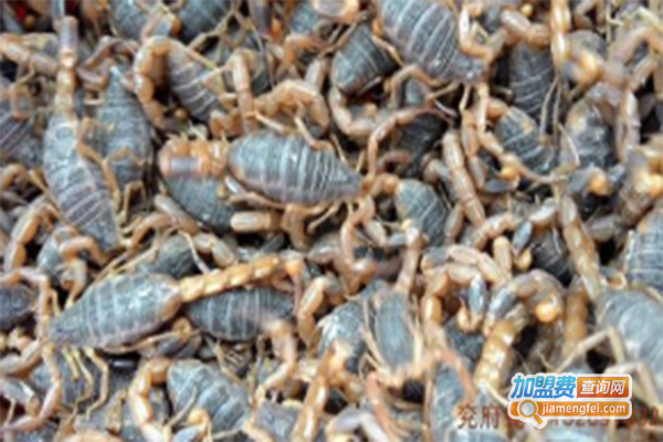 红龙蝎子养殖加盟门店