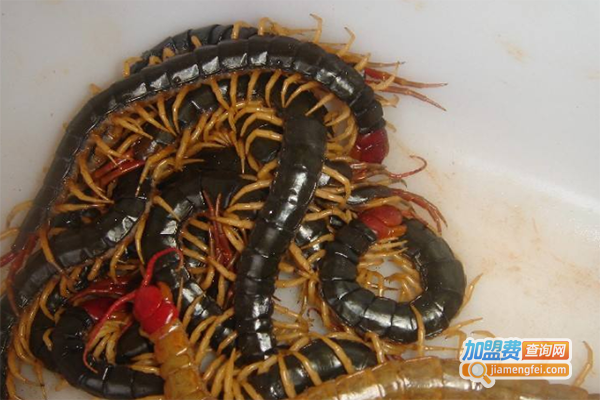 农科9号蜈蚣加盟门店