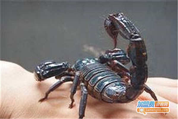 绿因农六号蝎子加盟费