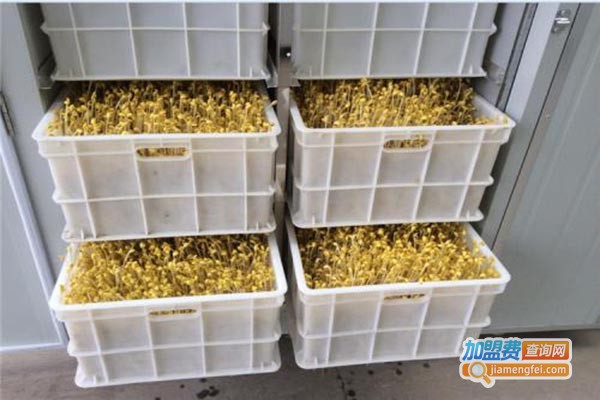 国研牌豆芽机加盟