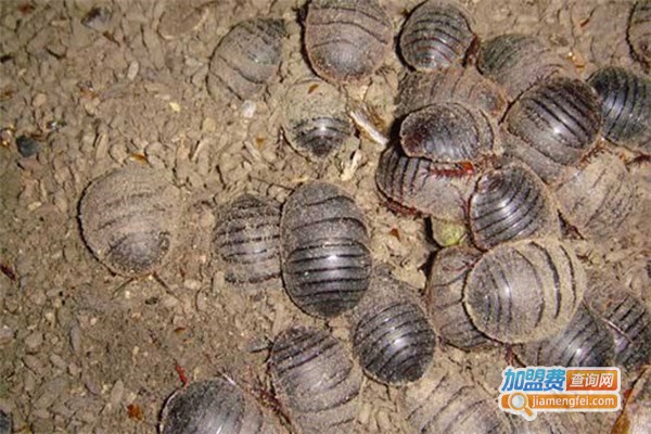 农广天地土元加盟费