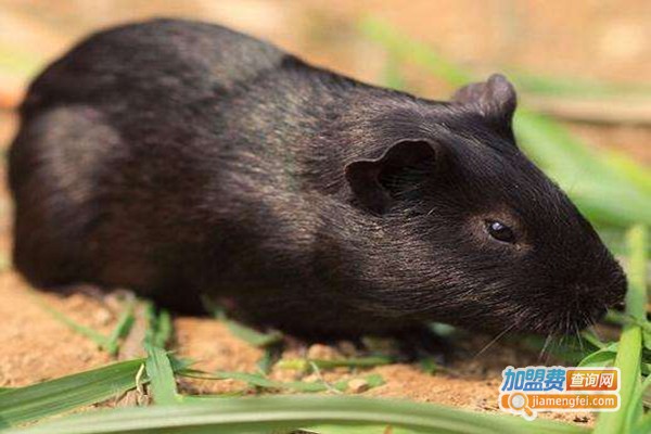 农福生黑豚鼠养殖加盟门店