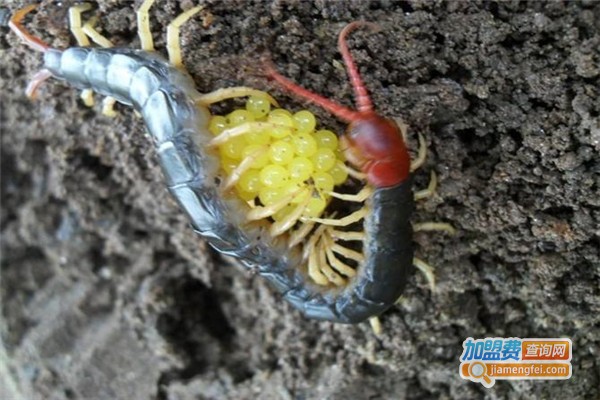 富农八号蜈蚣加盟费