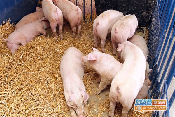 善民养殖加盟费