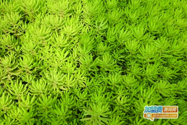 人工种植黄金草加盟费