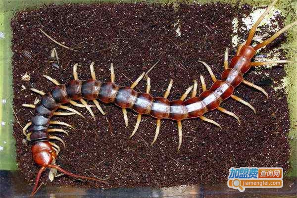裕民六号金头蜈蚣养殖加盟费