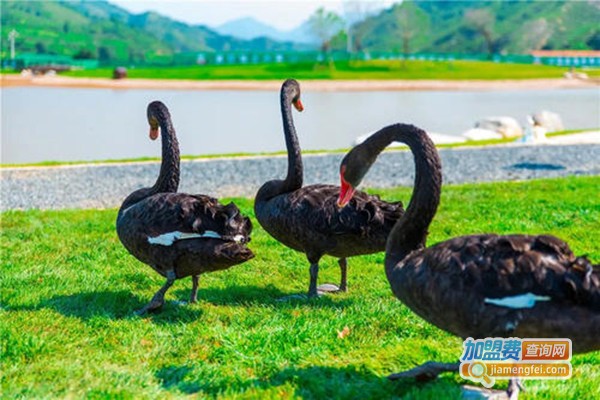 云南海鑫黑天鹅养殖加盟门店