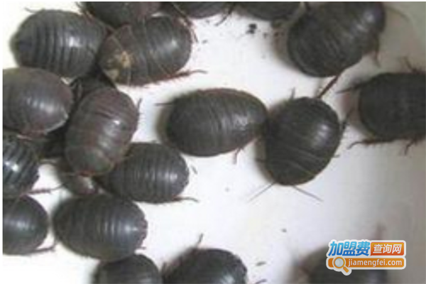 阳光雨露土元加盟门店