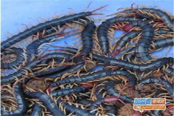 金叶环宇蜈蚣加盟费