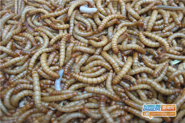 长江超级黄粉虫加盟费