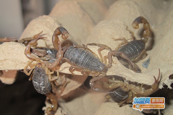 先丰8号金蝎加盟