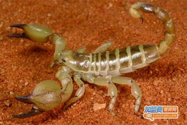 众生金蝎养殖加盟费