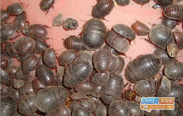 中美2号土元加盟费