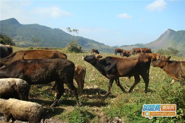 浩丰养殖加盟费