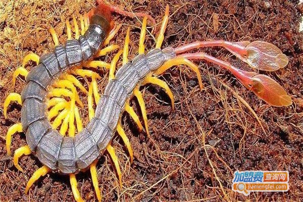 农润9号金头蜈蚣养殖加盟费