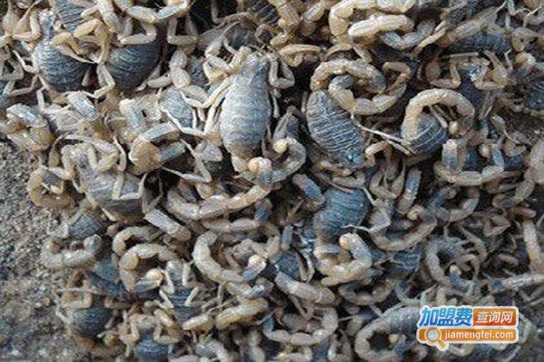 南江蝎子养殖加盟门店