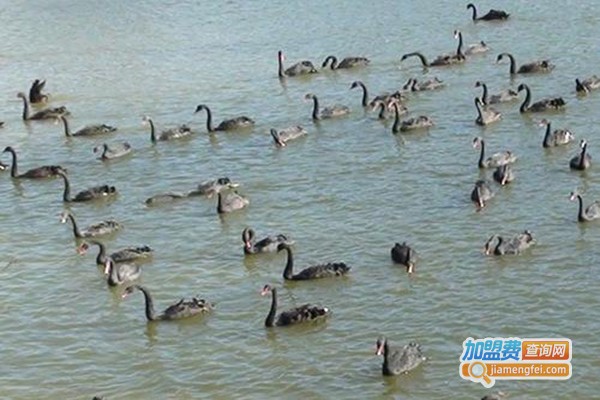 云南海鑫黑天鹅养殖加盟门店