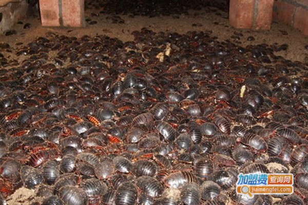 农大2号杂交金土元加盟