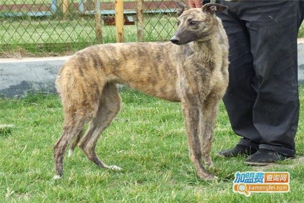 万农8号养殖加盟