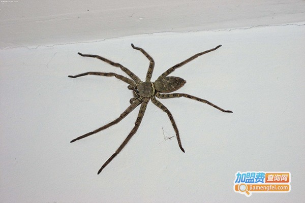 澳洲蜘蛛养殖加盟费