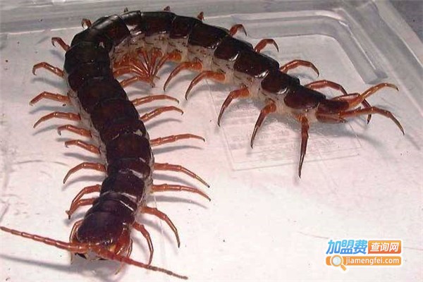 智农9号蜈蚣加盟费