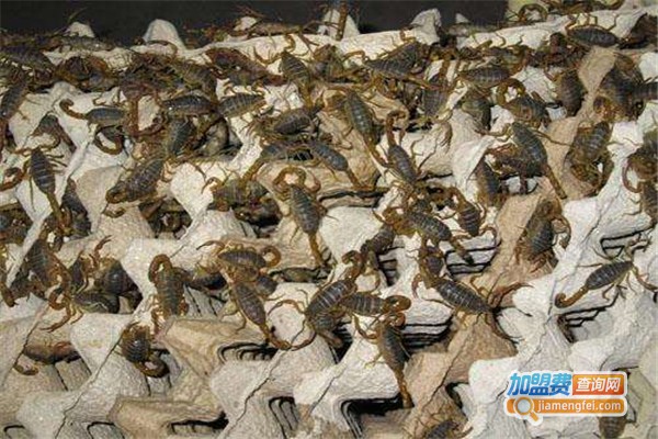 阳光8号蝎子加盟费