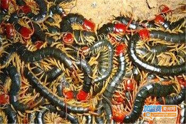 农润9号金头蜈蚣养殖加盟费