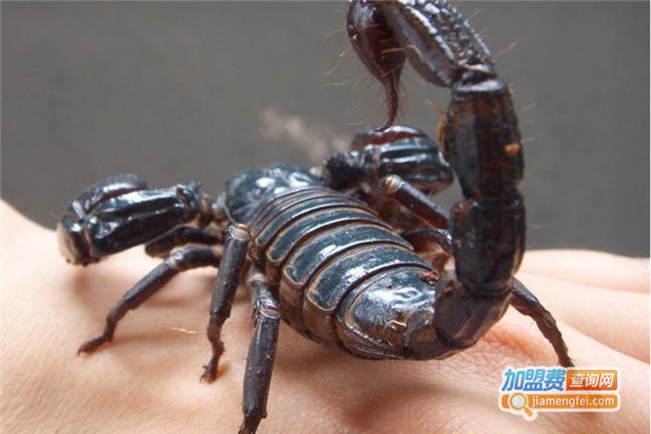 绿因农六号蝎子加盟费