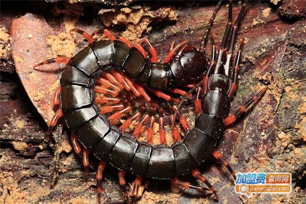 众农蜈蚣加盟费