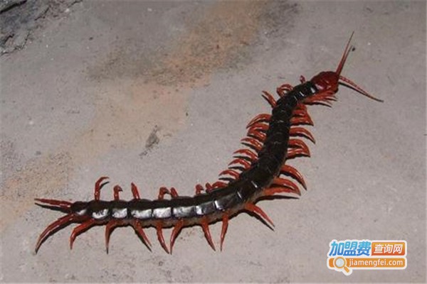 智农9号蜈蚣加盟费