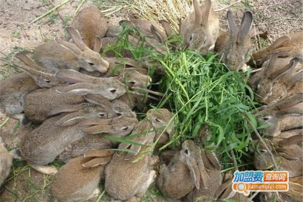 丰瑞8号野兔加盟费