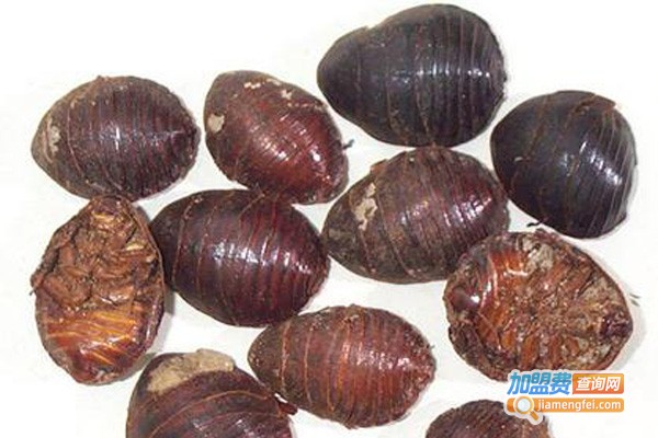 兴农九号土元加盟