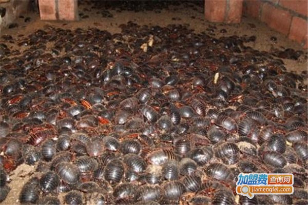 农广世纪土元加盟费