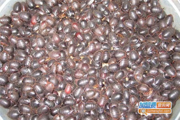 华夏8号养殖加盟费