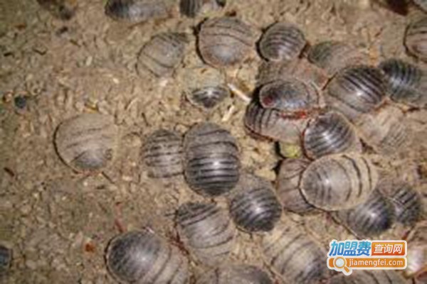 亿农9号土元加盟费