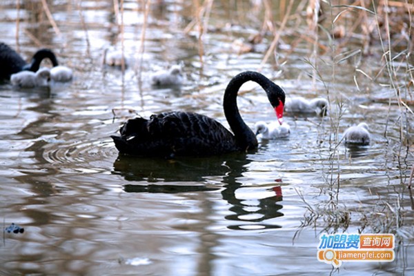 云南海鑫黑天鹅养殖加盟门店