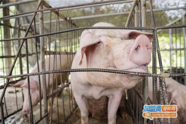 善民养殖加盟费