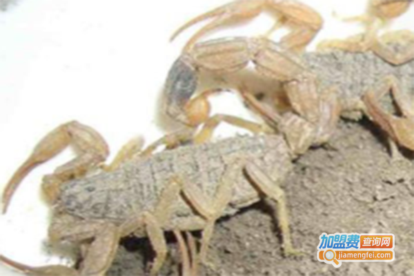 金天龙全蝎养殖加盟门店