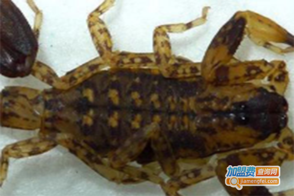 金天龙全蝎养殖加盟门店