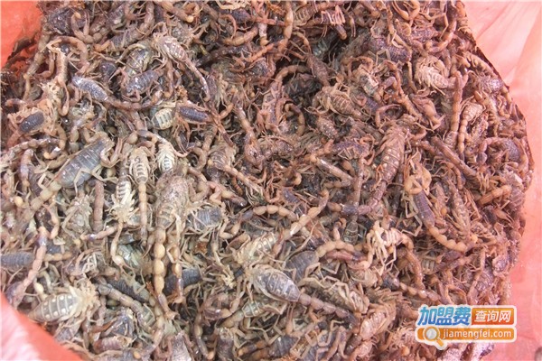 浩丰药蝎养殖加盟