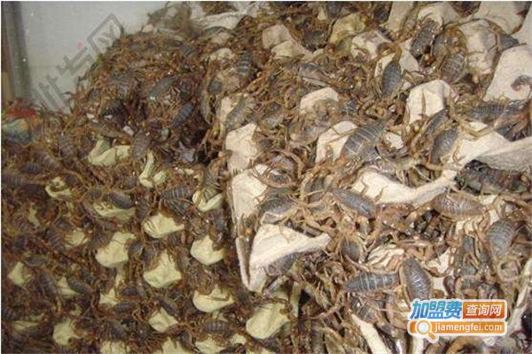 浩丰药蝎养殖加盟费