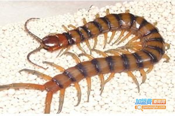 农科一号杂交蜈蚣加盟门店